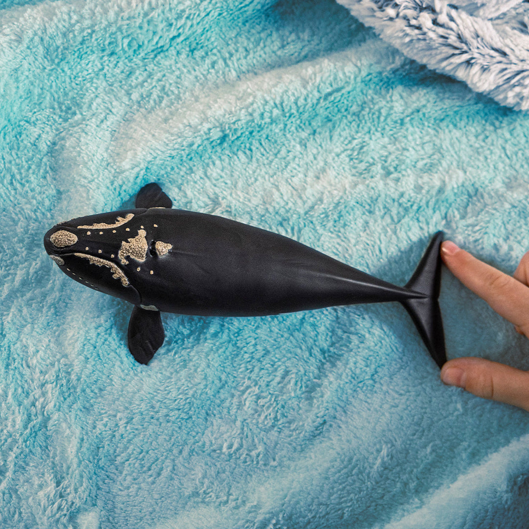 NORTH ATLANTIC RIGHT WHALE