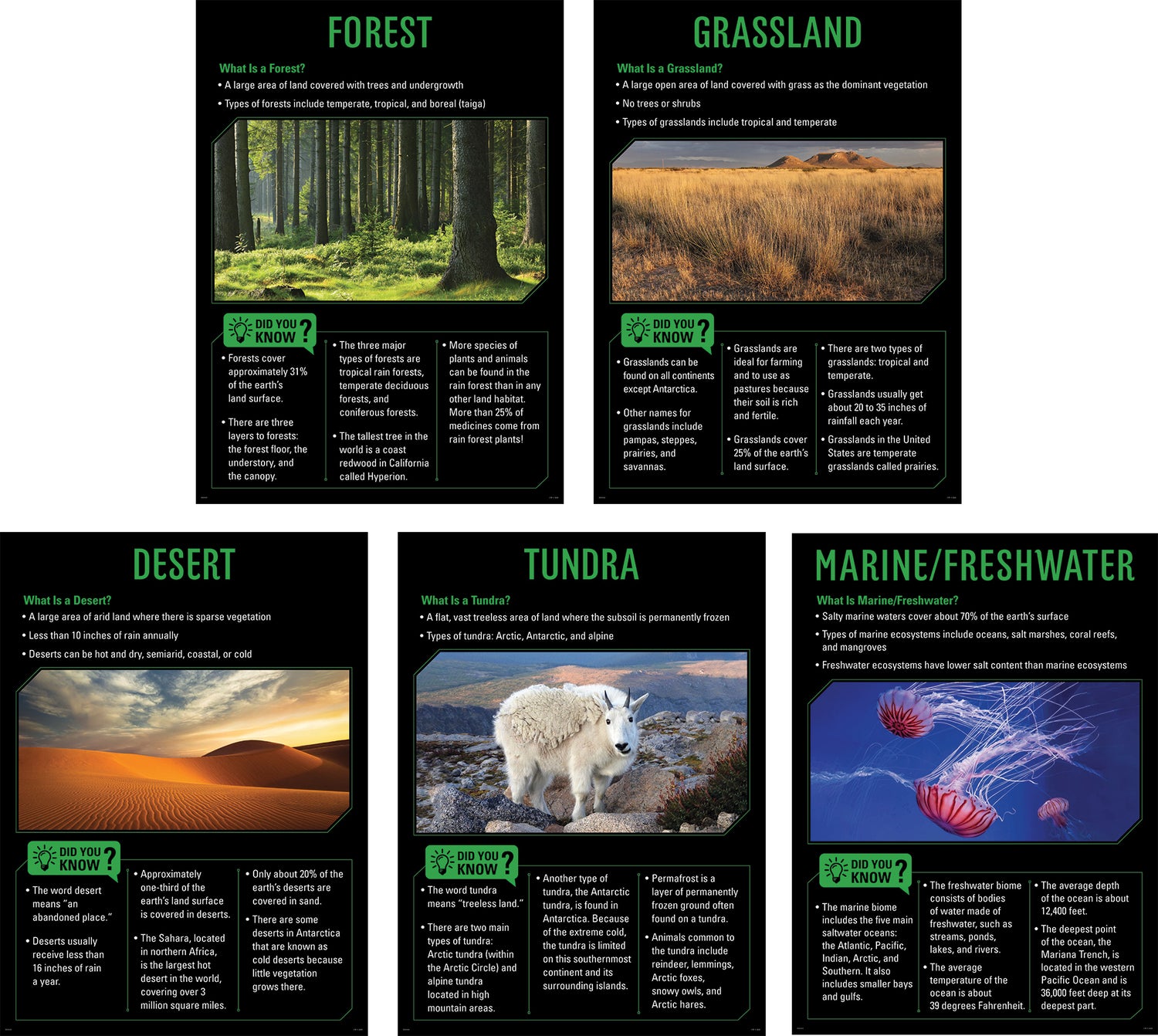 Ecosystem Post Ecosystems Poster Set – Learning Post & Toys