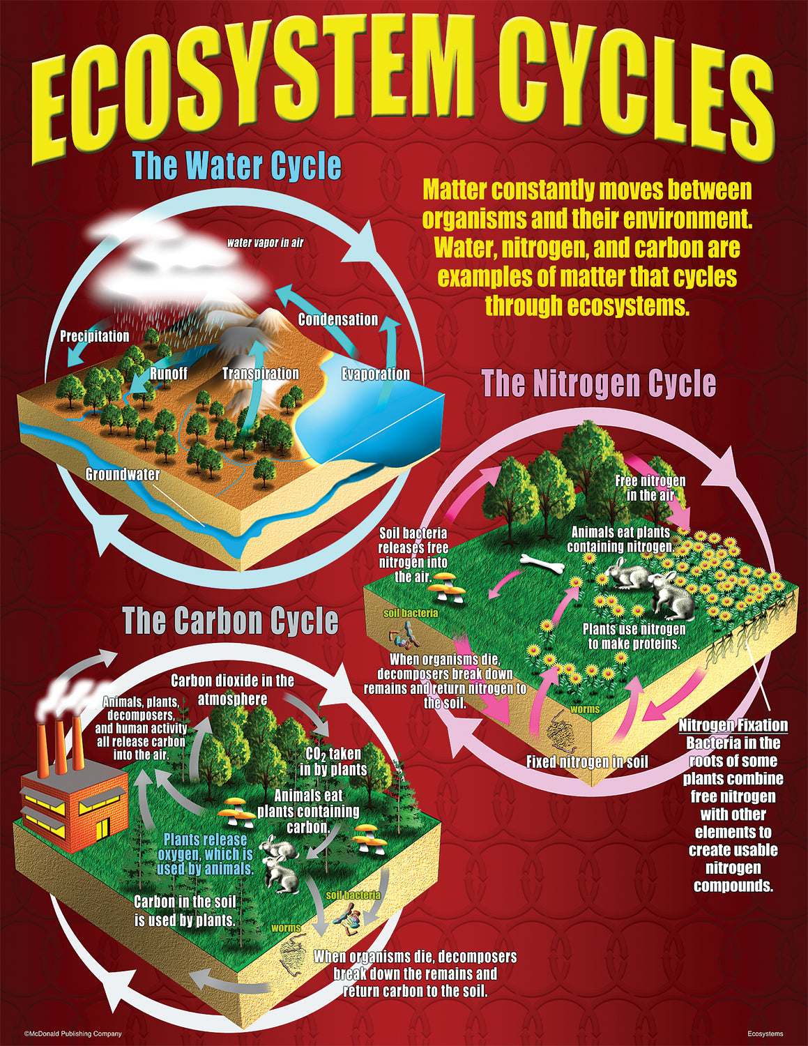 Ecosystem Post Ecosystems Poster Set – Learning Post & Toys
